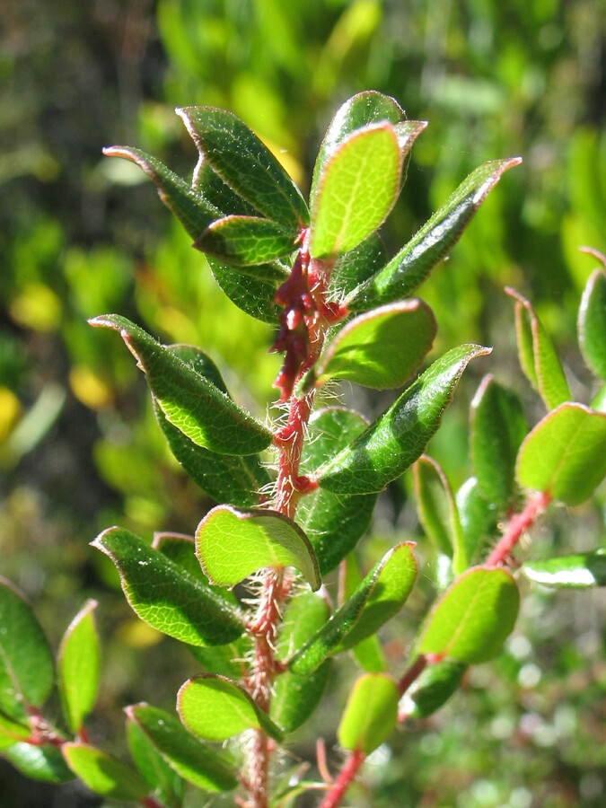Arctostaphylos nummularia ssp. mendocinoensis