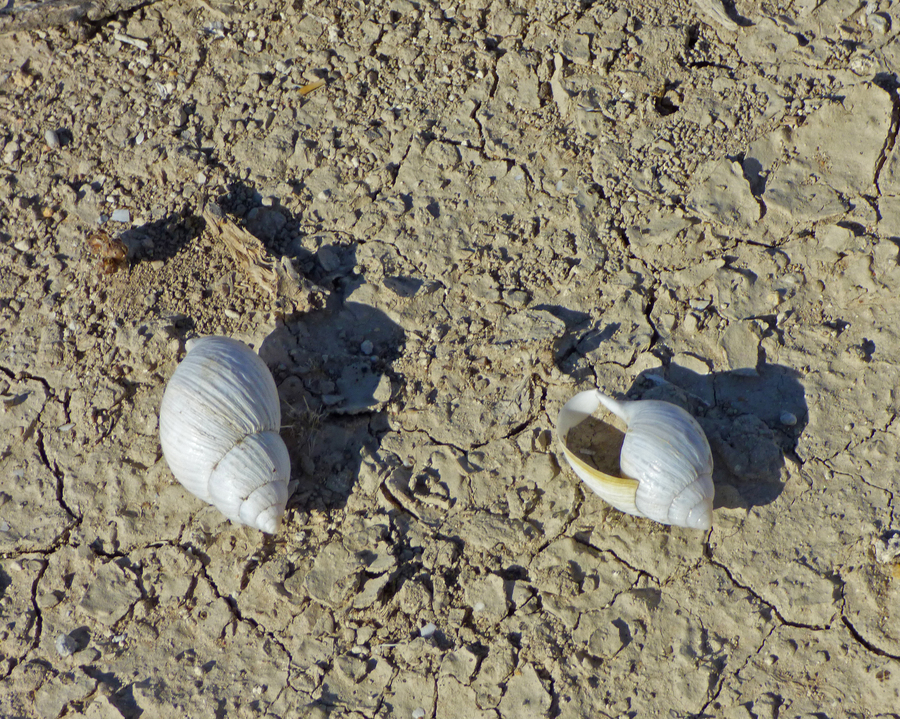 Shells on dried mudflat