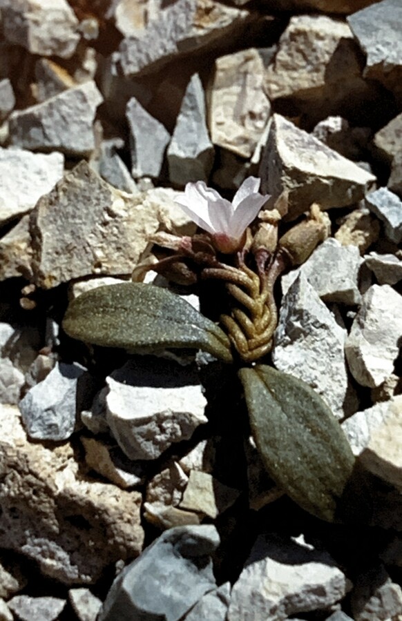 Claytonia peirsonii ssp. yorkii