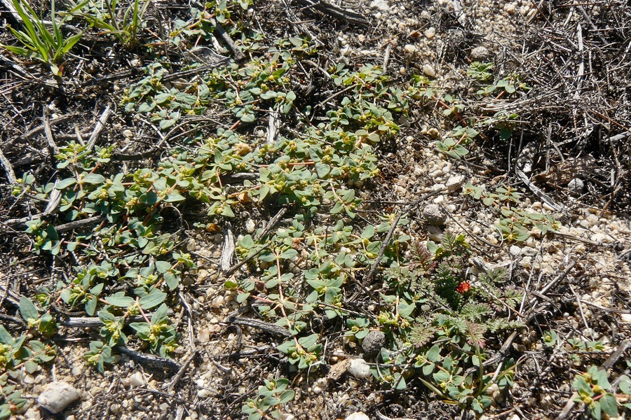 Euphorbia serpillifolia