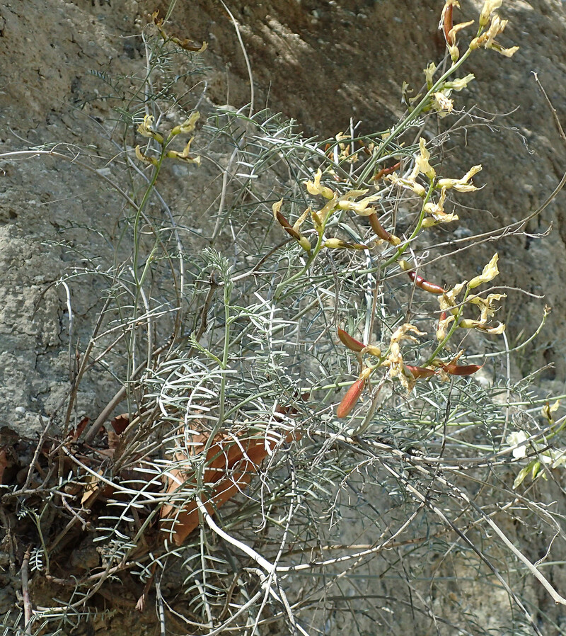 Astragalus pachypus var. pachypus