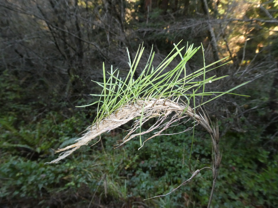 Elymus glaucus