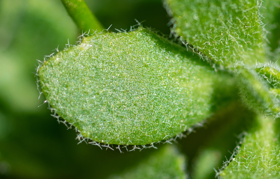 Draba cruciata