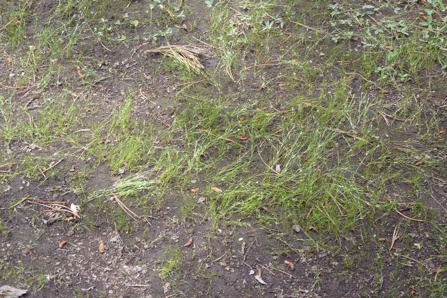 Juncus bufonius