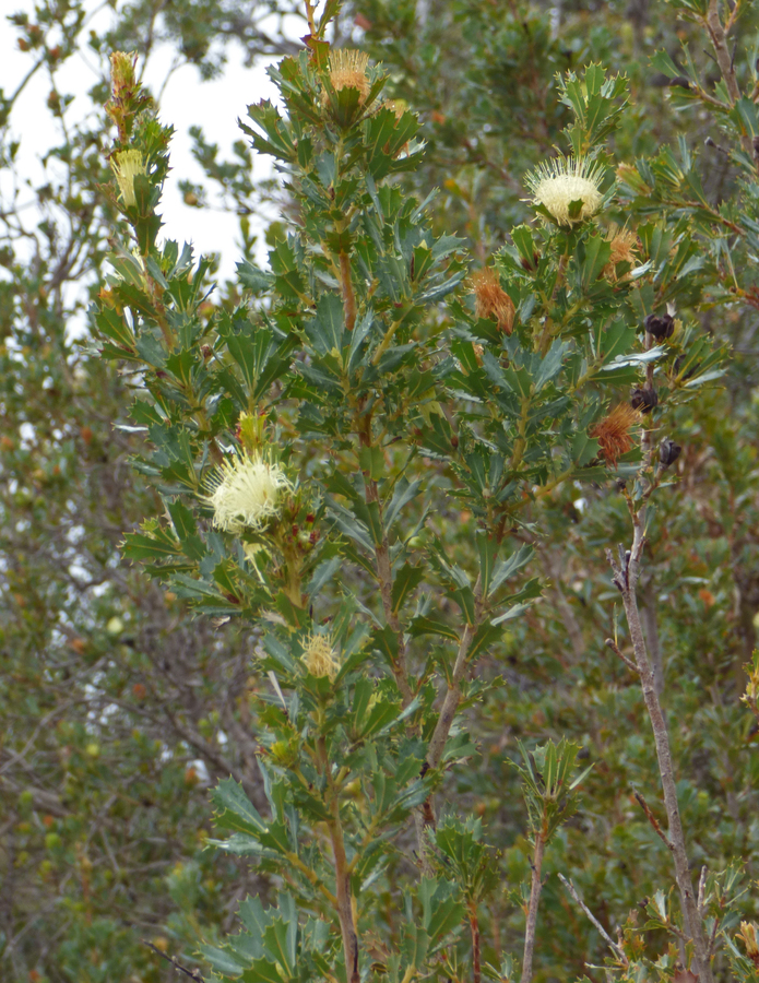 Banksia sessilis