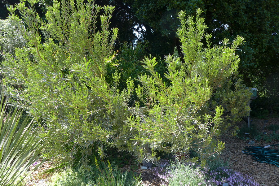 Leucadendron meridianum