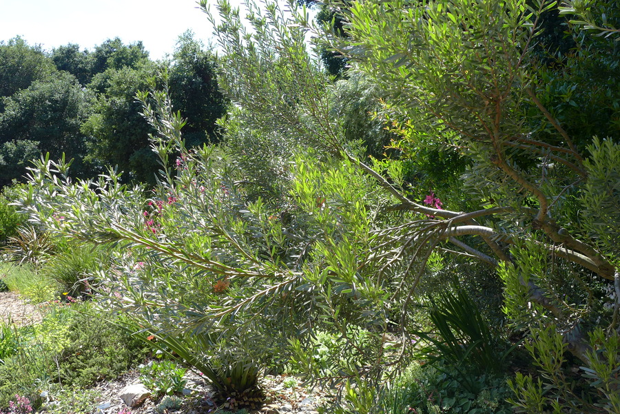 Leucadendron meridianum