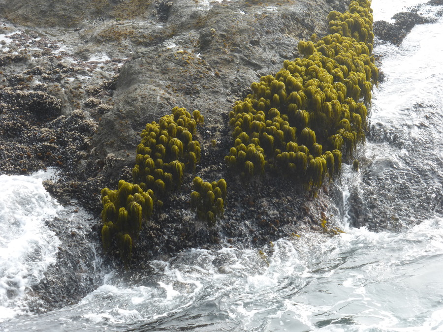 Postelsia palmaeformis
