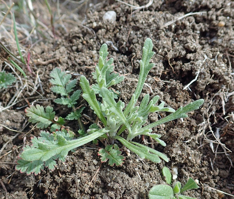 Pseudobahia peirsonii