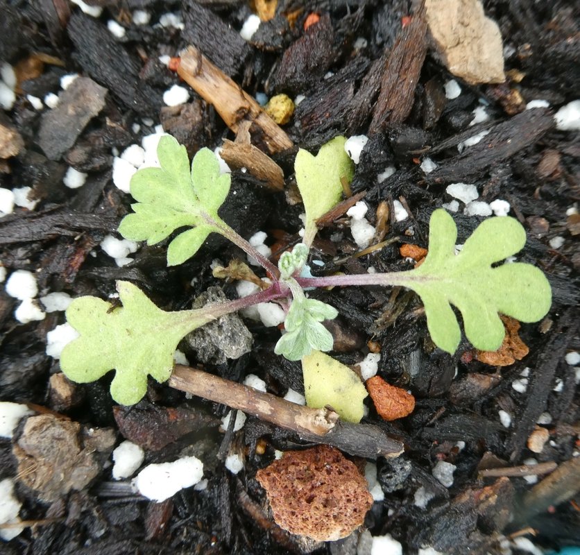 Artemisia absinthium