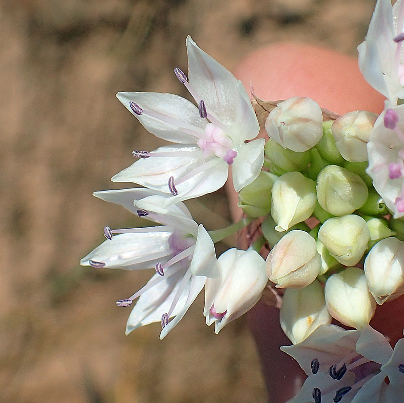 Allium amplectens Allium amplectens