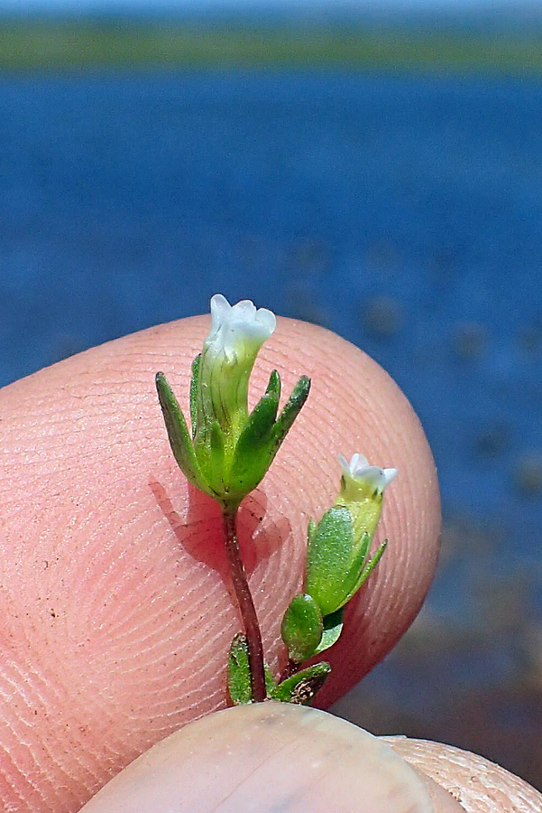 Gratiola heterosepala Gratiola heterosepala