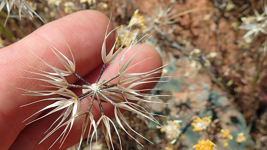 Microseris acuminata