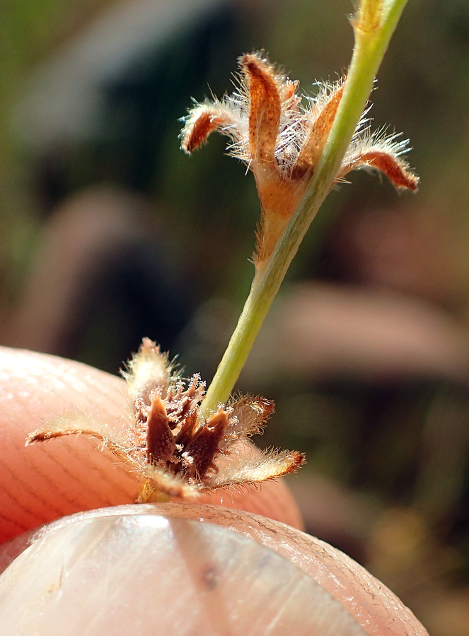 Plagiobothrys austiniae