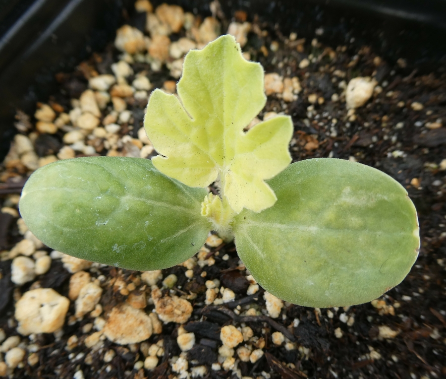 Citrullus lanatus
