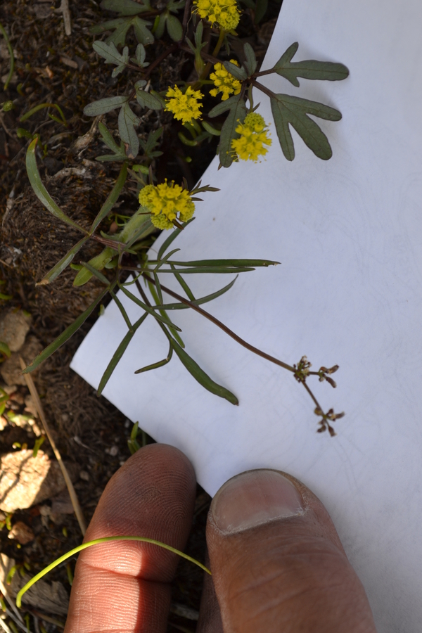 Lomatium stebbinsii Lomatium stebbinsii