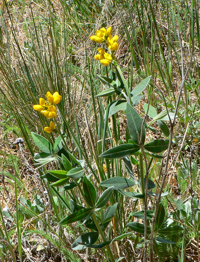 Thermopsis californica var. semota