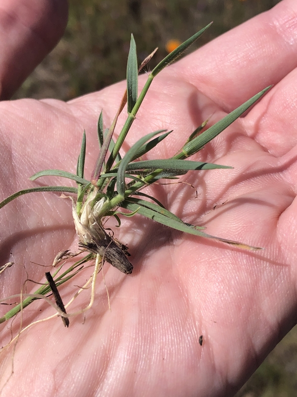 Aegilops triuncialis Aegilops triuncialis