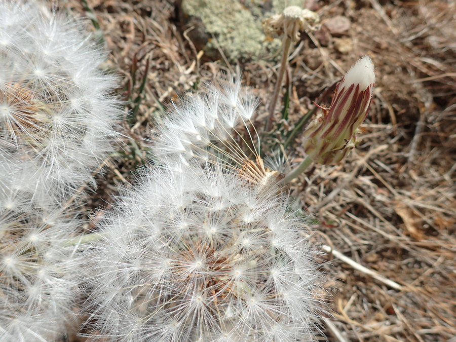 Agoseris retrorsa