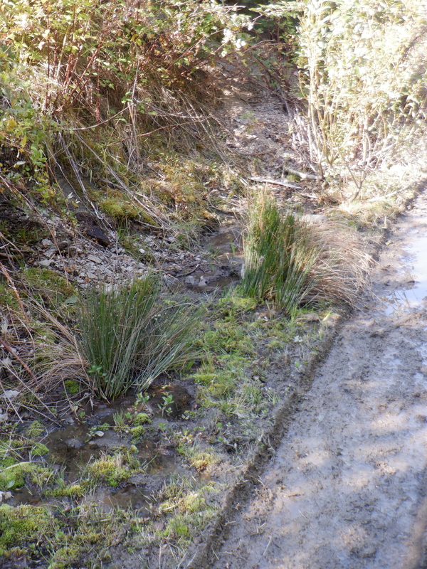 Juncus dudleyi Juncus dudleyi