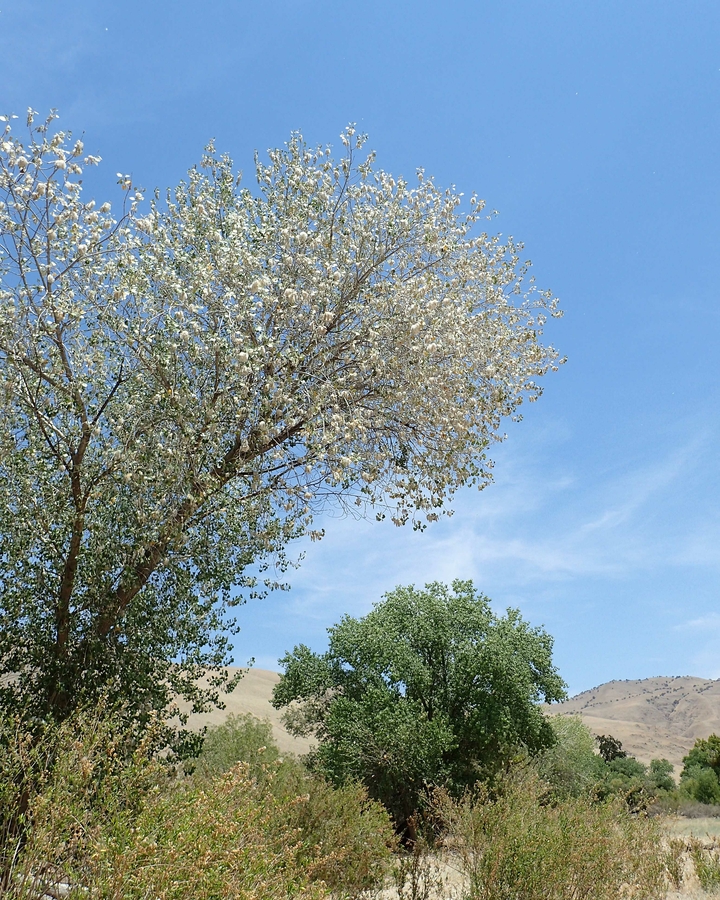 Populus fremontii ssp. fremontii