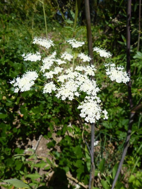 Angelica californica