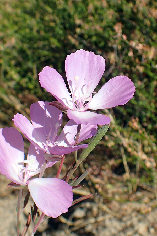 Clarkia lewisii Clarkia lewisii