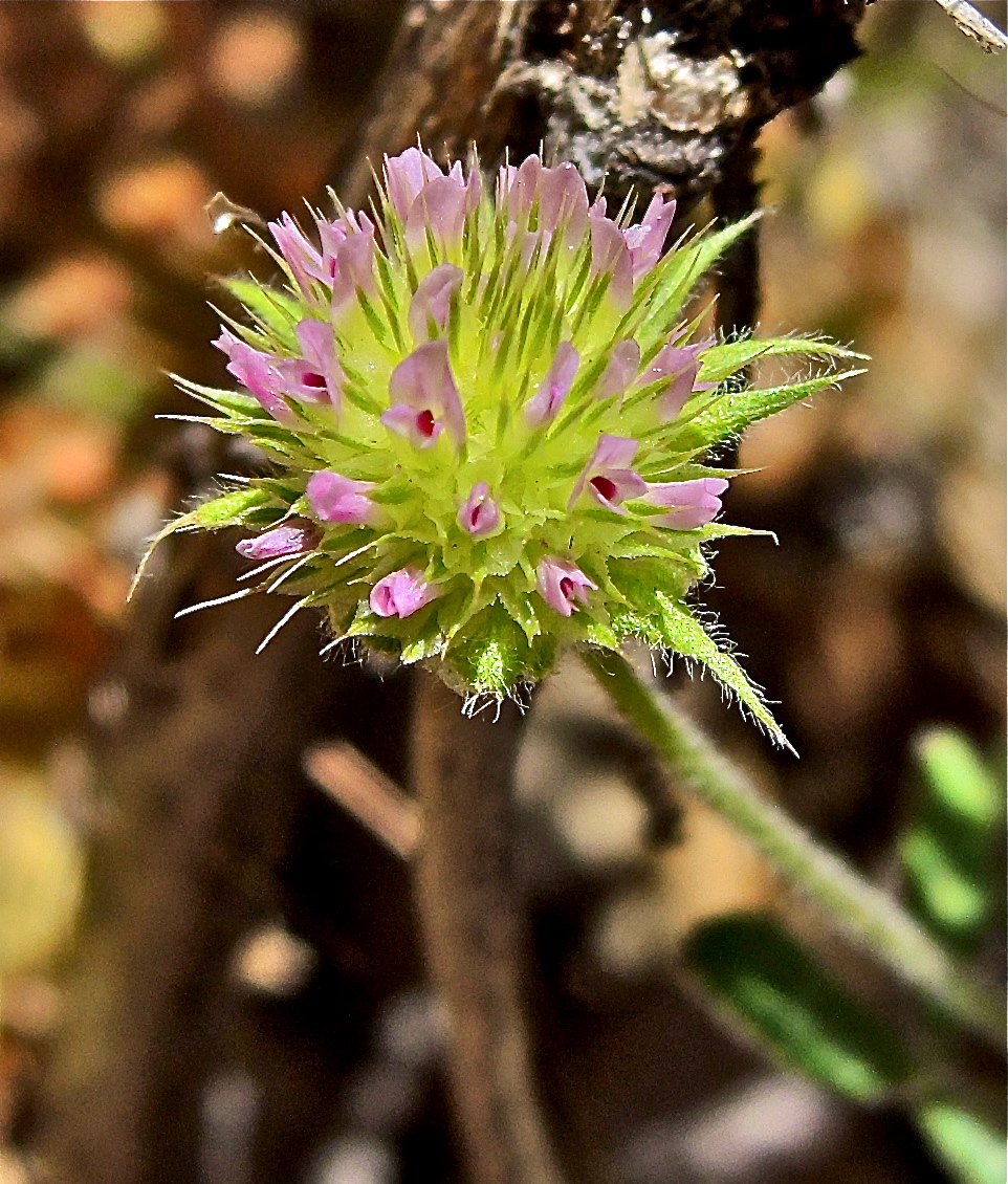 Trifolium barbigerum