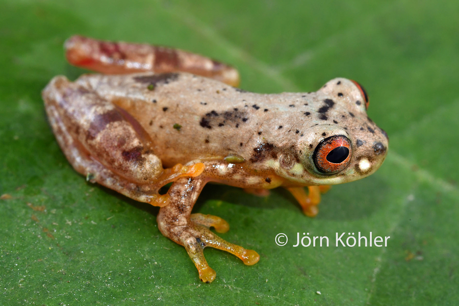 Dendropsophus joannae