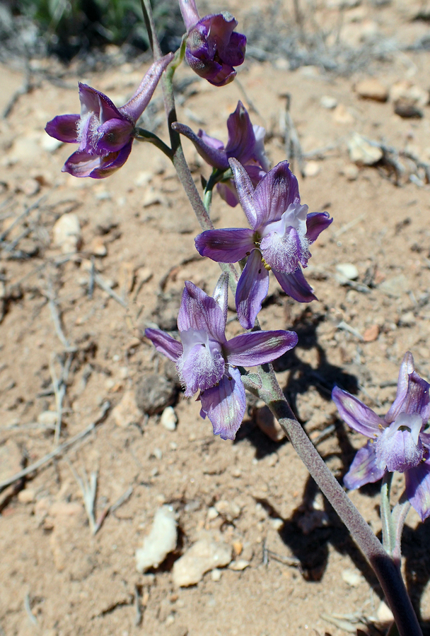 Delphinium parryi ssp. purpureum