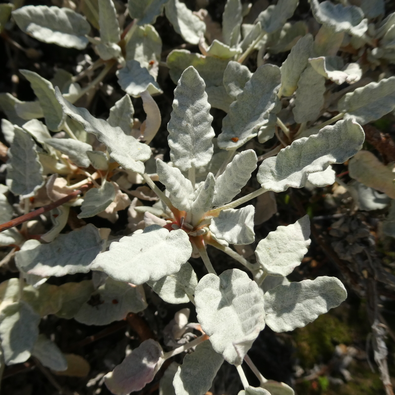 Eriogonum grande var. timorum