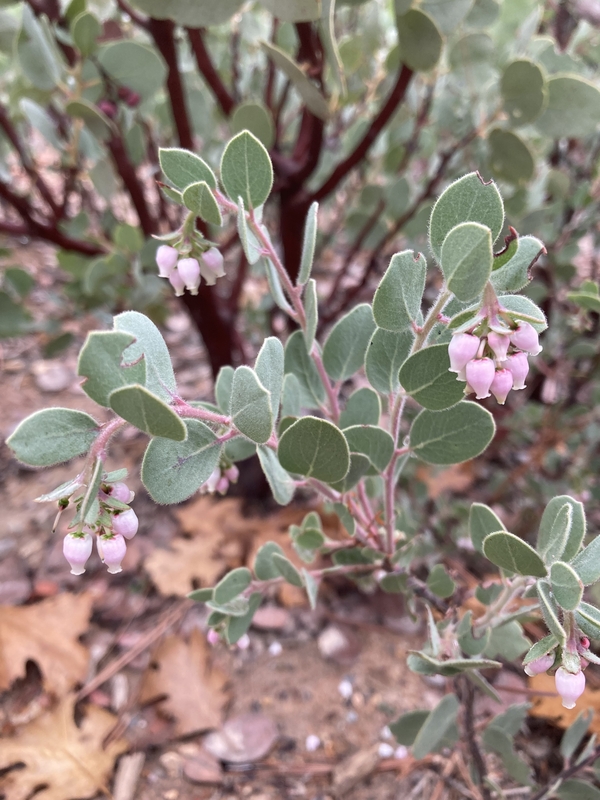 Arctostaphylos nissenana Arctostaphylos nissenana