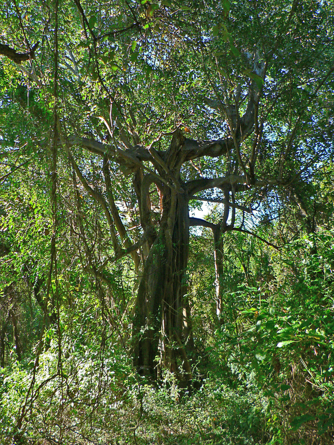 Ficus trigonata