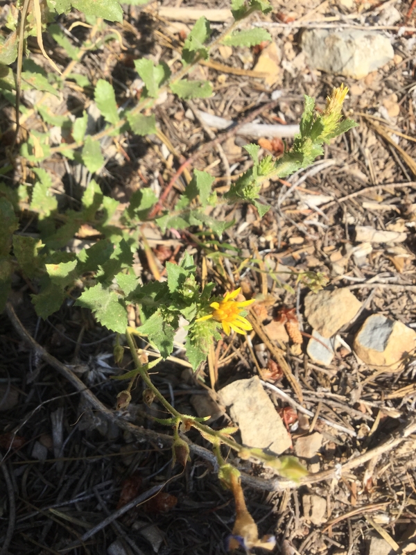 Hazardia whitneyi var. whitneyi
