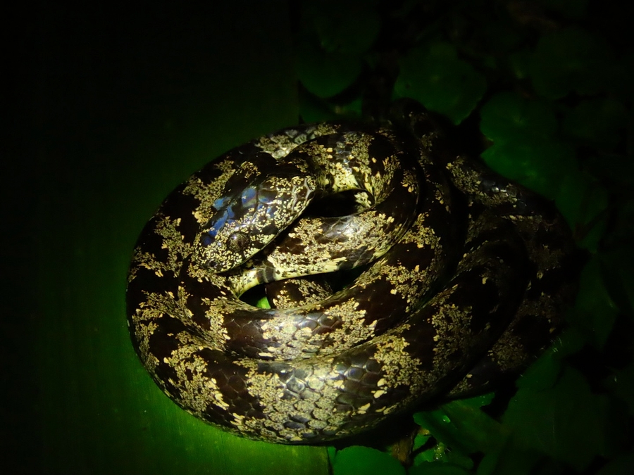 Sibon nebulatus Sibon nebulatus