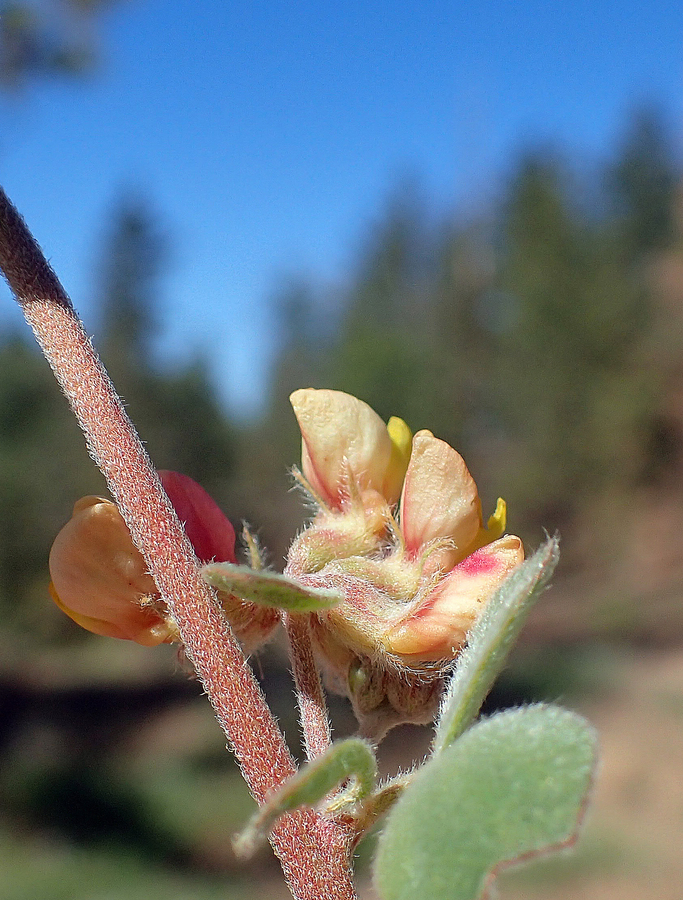 Acmispon decumbens var. decumbens Acmispon decumbens var. decumbens
