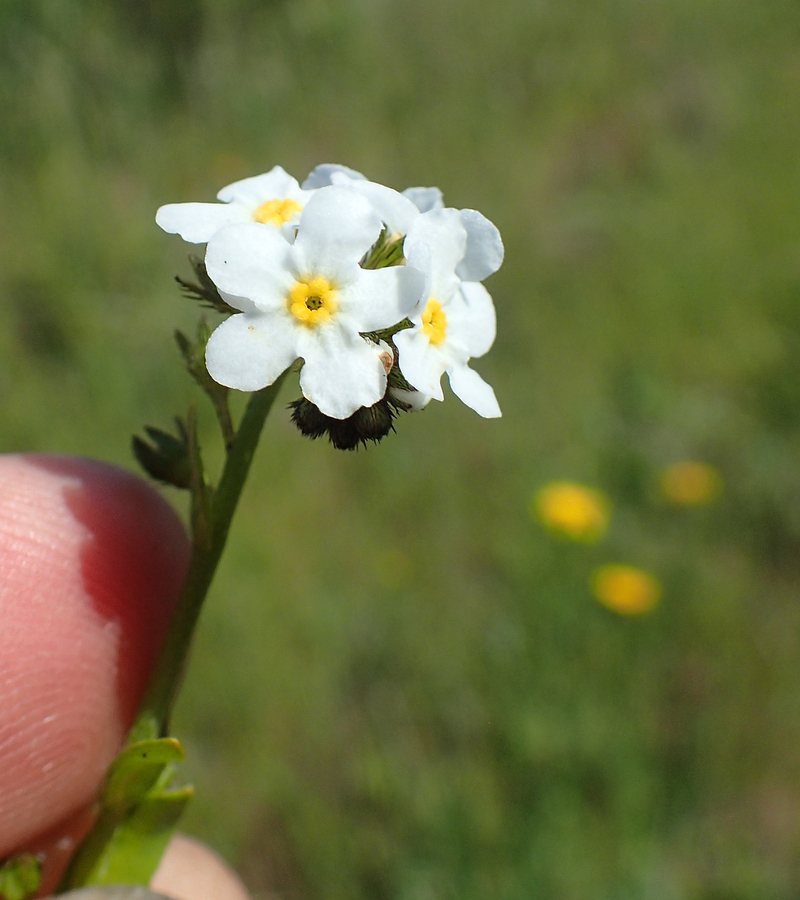 Plagiobothrys chorisianus var. chorisianus