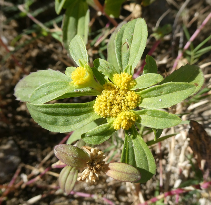 Flaveria trinervia