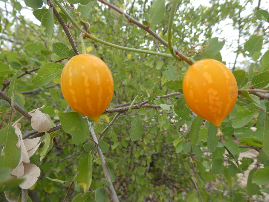 Ibervillea sonorae