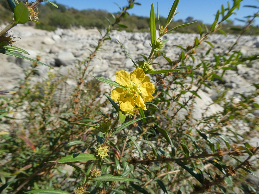 Heimia salicifolia