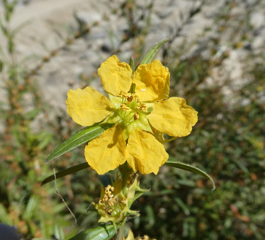 Heimia salicifolia