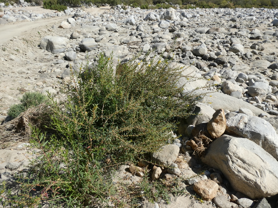 Heimia salicifolia