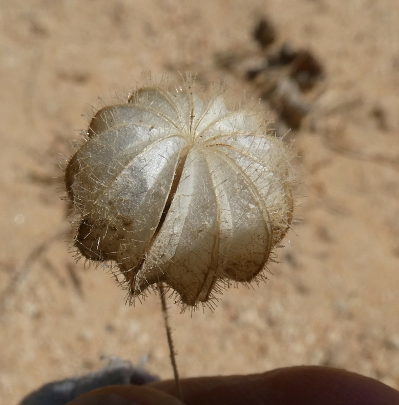 Herissantia crispa