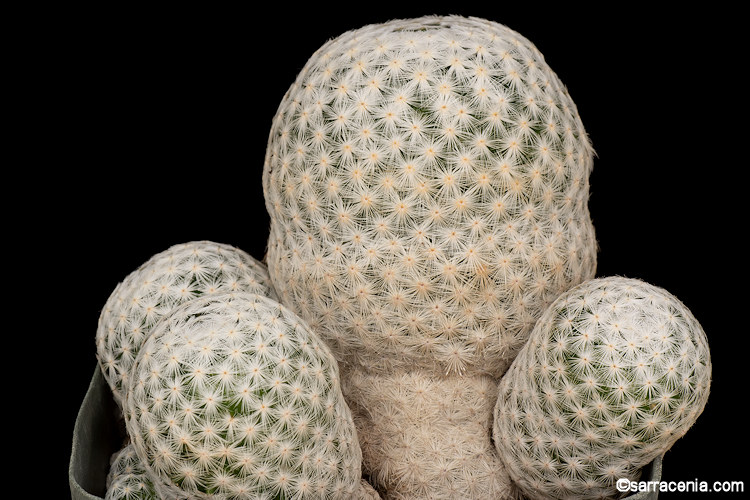 Mammillaria herrerae