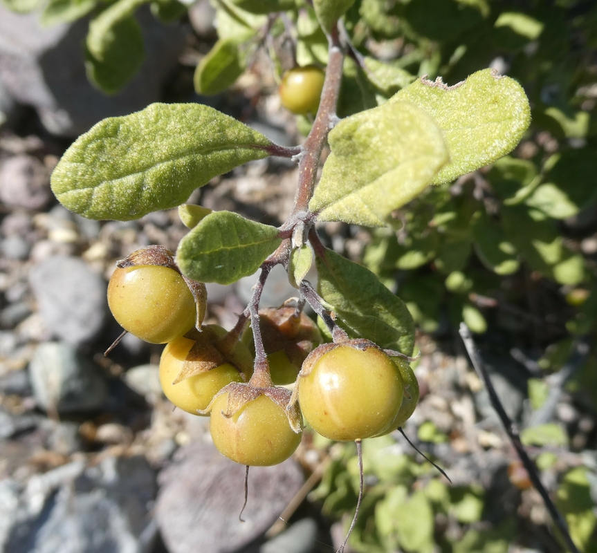 Bourreria sonorae
