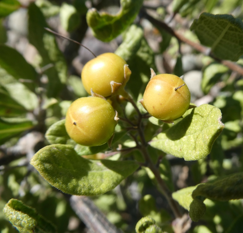 Bourreria sonorae
