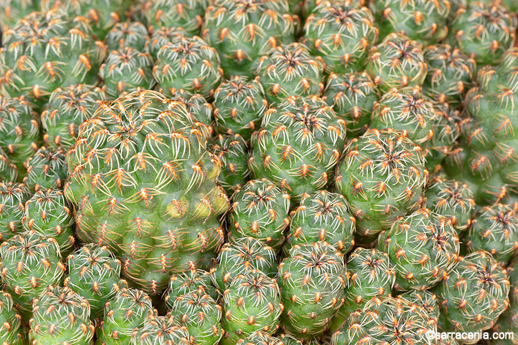 Rebutia steinbachii