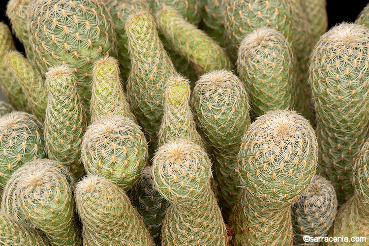 Rebutia steinbachii