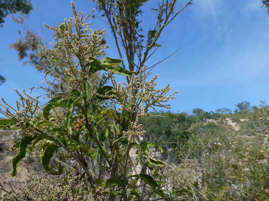 Celosia floribunda