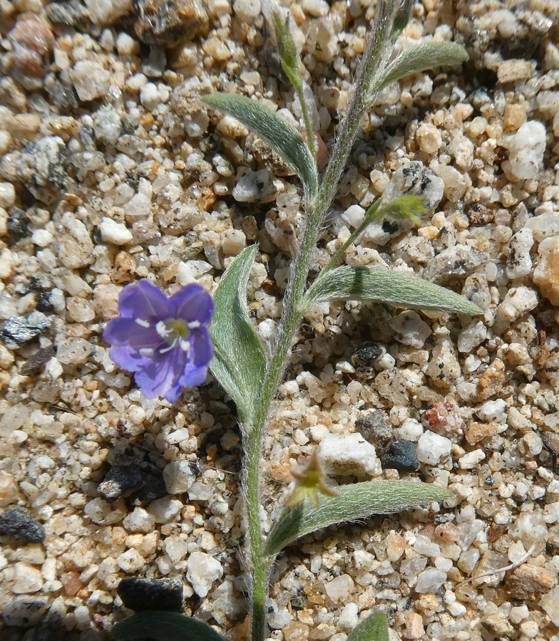 Evolvulus alsinoides